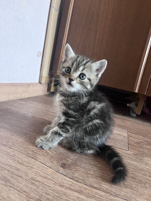 Продам Котят Британцы