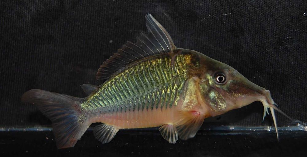 Чистельшик дна Коридорас изумрудный или зелёный сомик