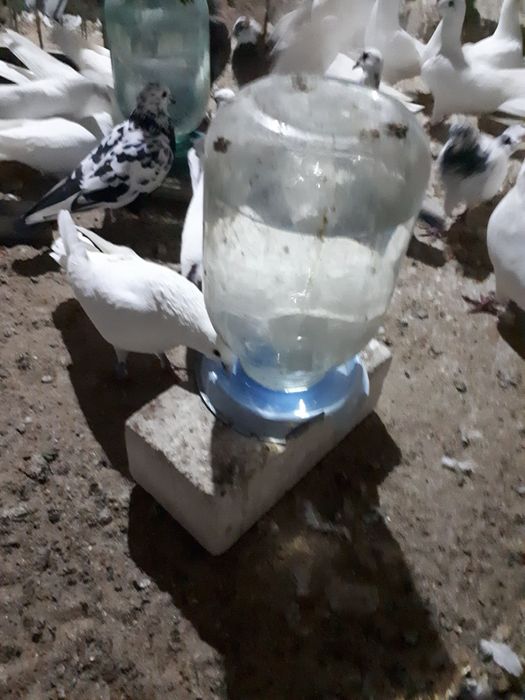 Поилка ваккумная