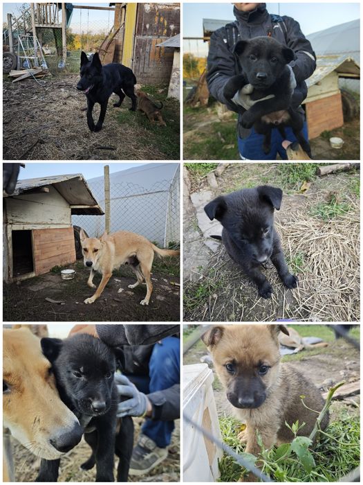 Кученце, бащата е канадски вълк