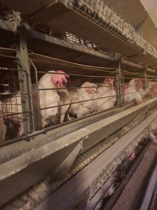 Куры Несушки 1 год