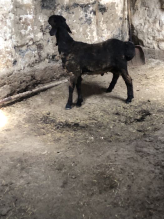 100 бас откорм токтылар сатылады