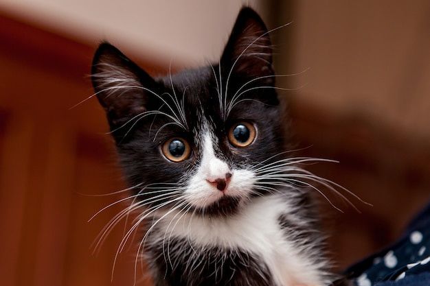 Отдам котенка. Кот. 3 месяца.
