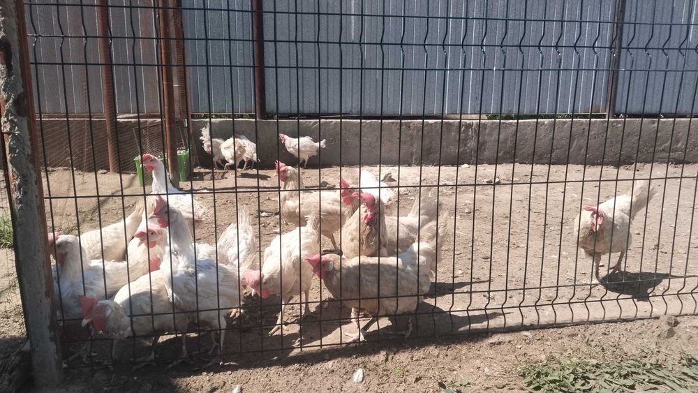 Продам куры несушки