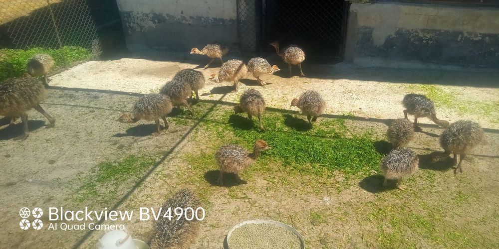 Pui de struți, mari și mici.