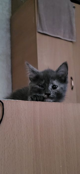 Отдам хорошую руку