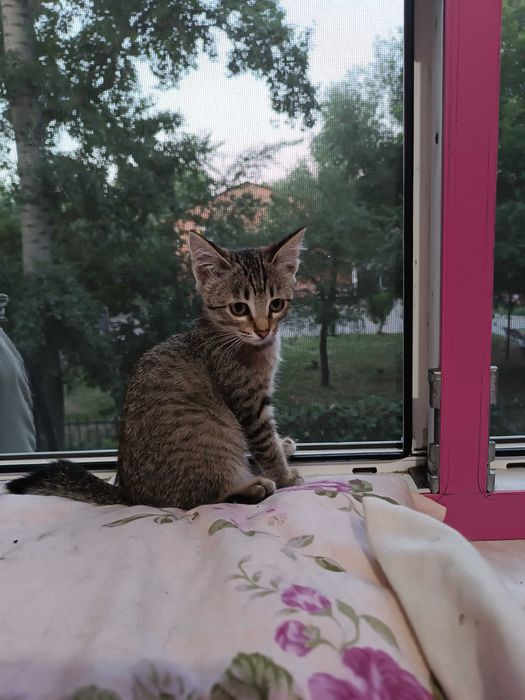 Красотулька - обычный котёнок, девочка 2,5 месяцев