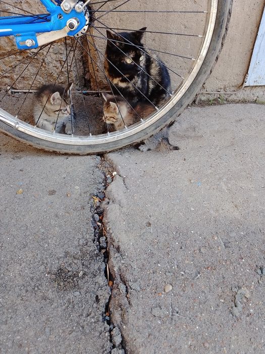 ОтдамКотяТвДобрыеРукиНаЮбиленой