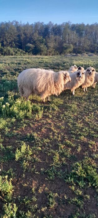 Vand o perche de oi cu un miel