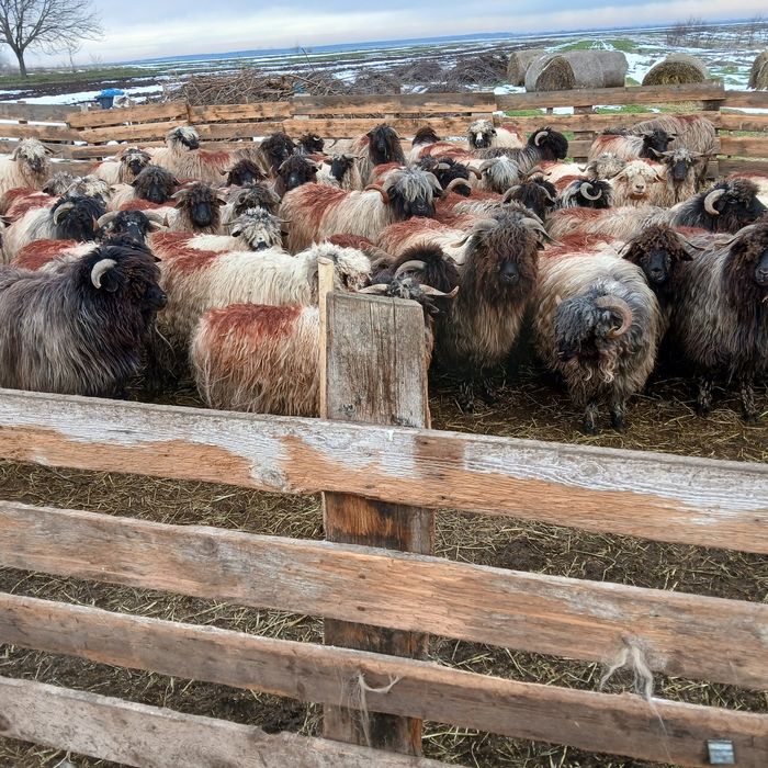 Vând 60 de oii fătătoare