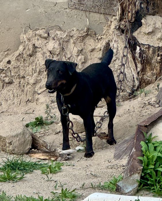 Ягдтерьер сука рабочи