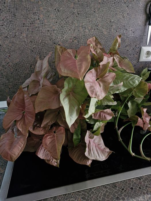 Розов Сингониум,