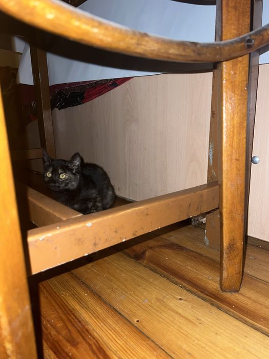 Подарявам котенца