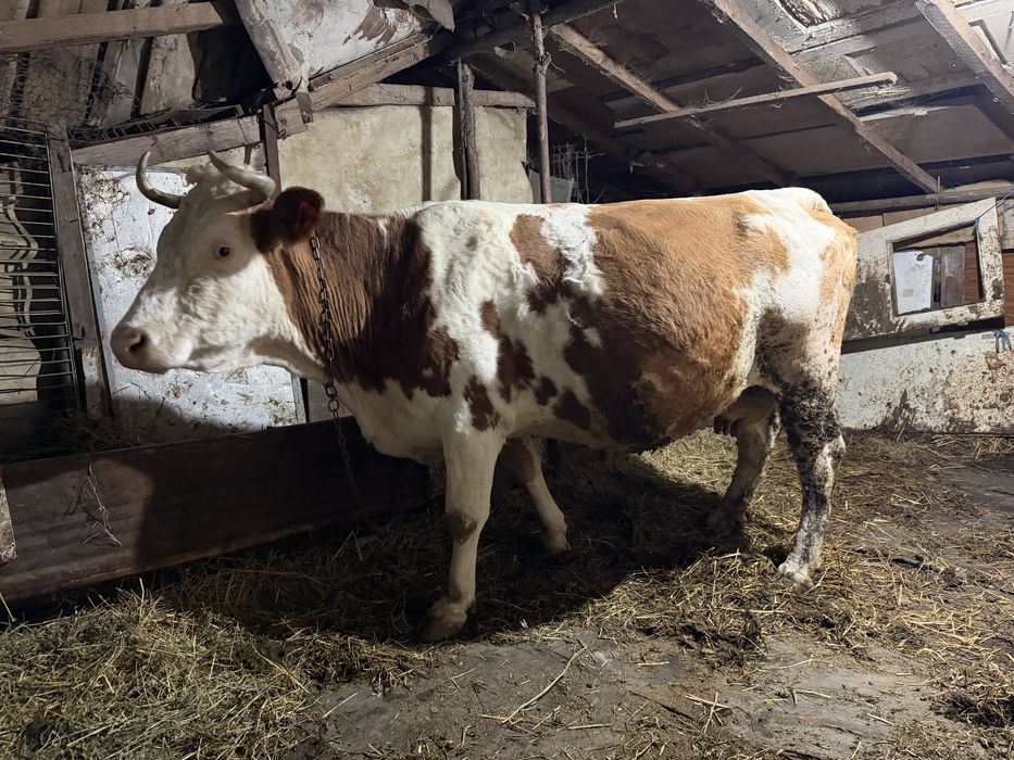 Vaca baltata romaneasca productie lapte 30 l lapte la zi