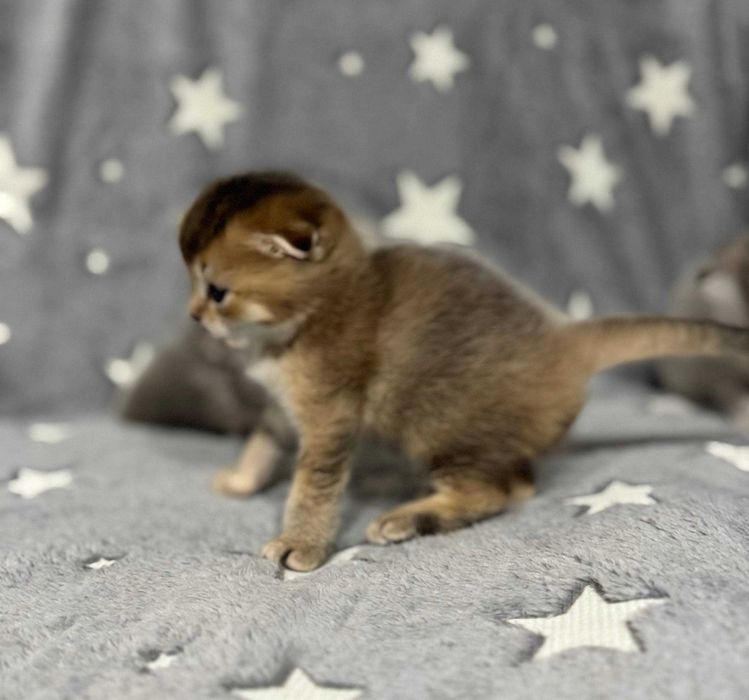 шиншиллы шикарные малыши