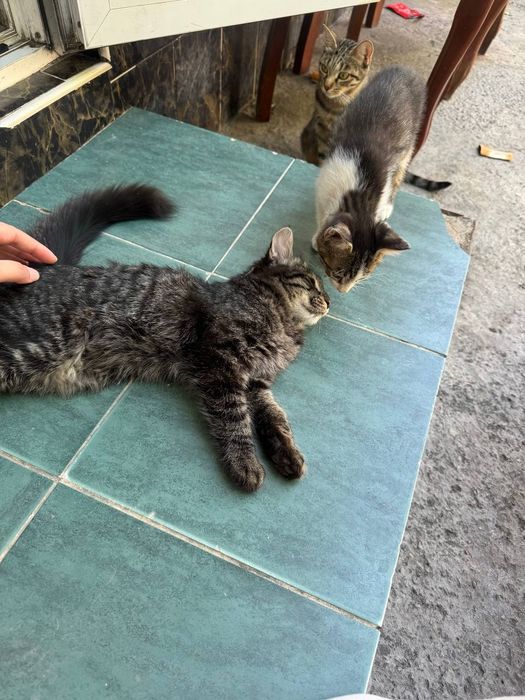 Отдам котят в хорошие руки домашние аккуратные бабушка Сиамский