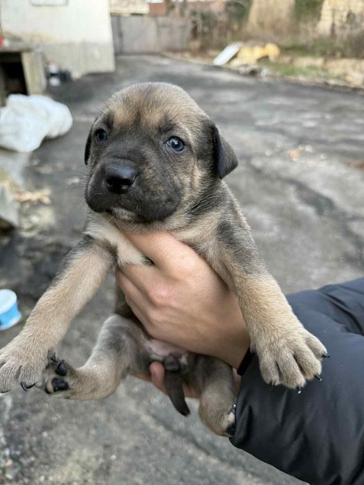 Малки сладки кученца