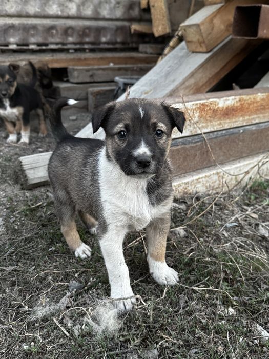 Митисы овчарки, звоните пищите