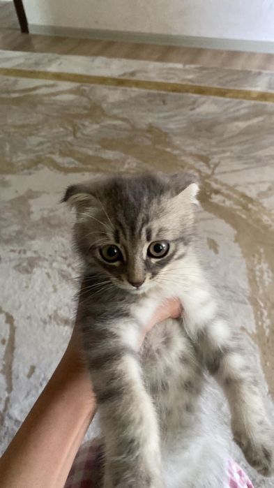 Продаётся ласковый домашный котёнок