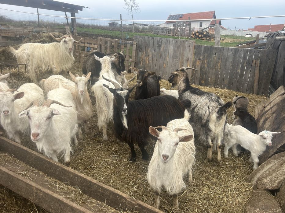 De vanzare capre cu 2 iezi