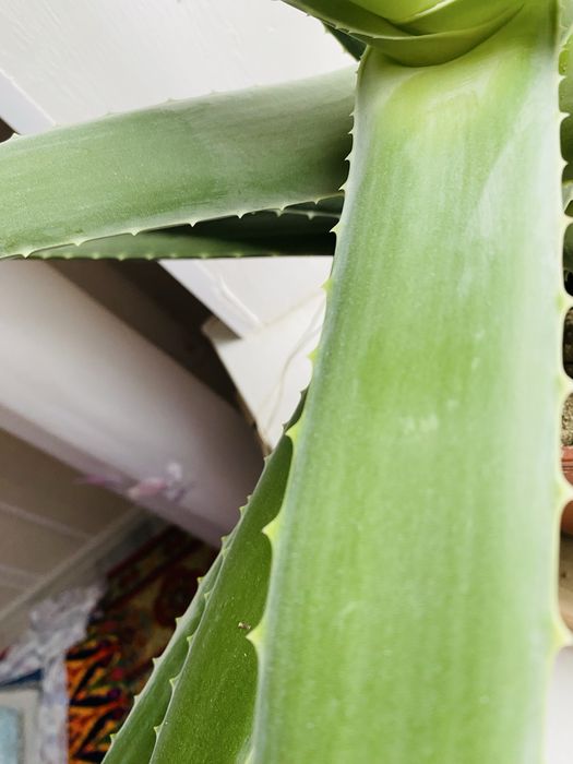 Домашние растения