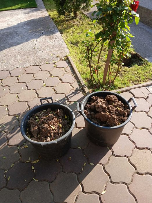 Ghiveci plante .flori