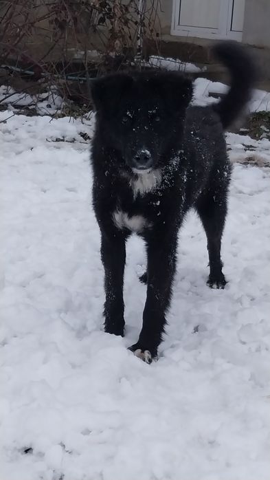 Кучук  соглом яхши бокилган