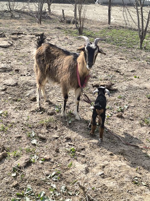 Echki sotiladi paroda