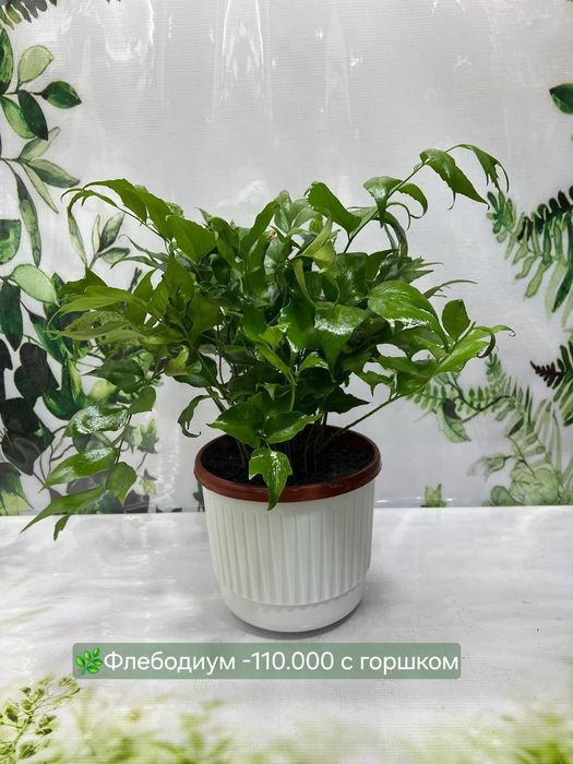 Папоротники разные, Антуриум, Калатея и др