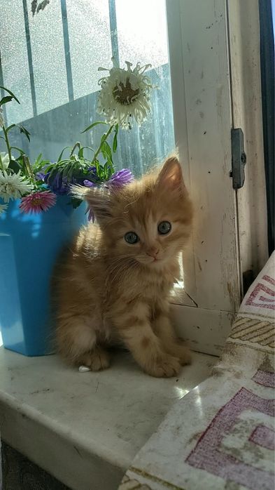 Отдам котят три мальчика