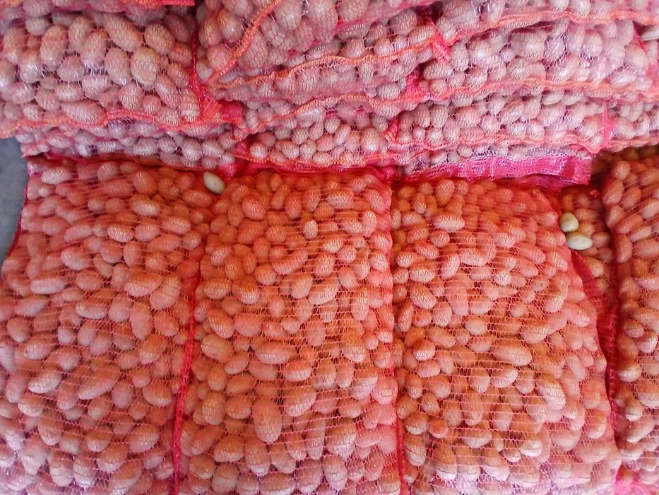 Cartofi de sămânță