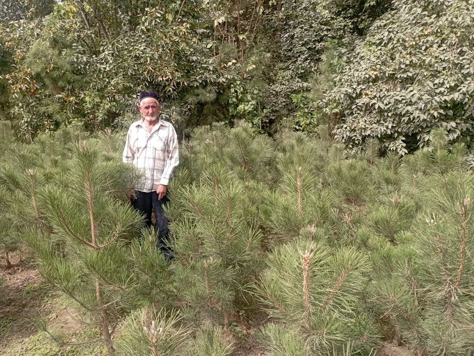 Qirim archa sotiladi