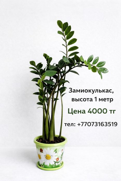 Комнатные растения