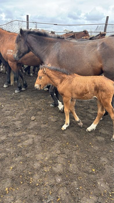 Құлынды   бие