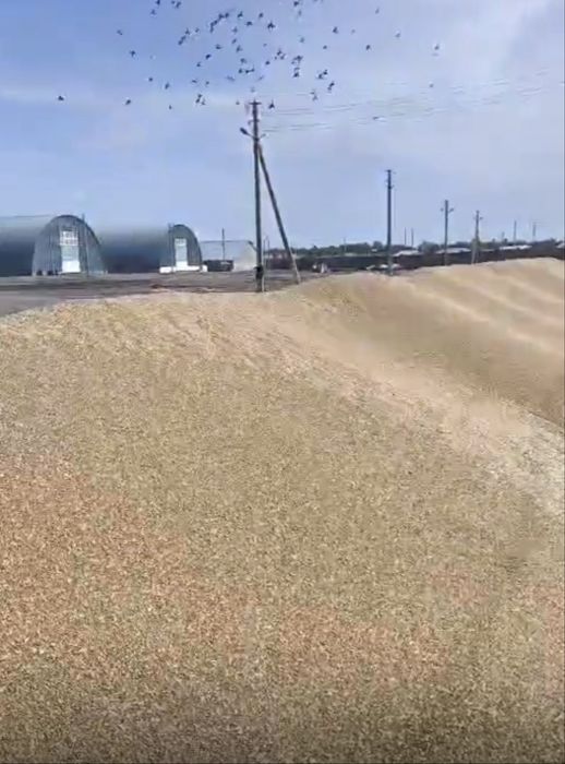 Пшеница ячмень бидай арпа