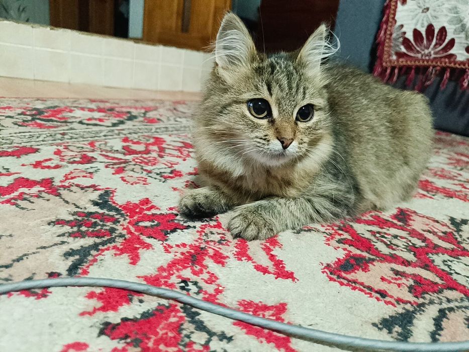Красивые котята в добрые руки