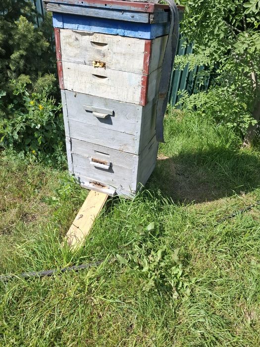 Пчелы готовые к работе