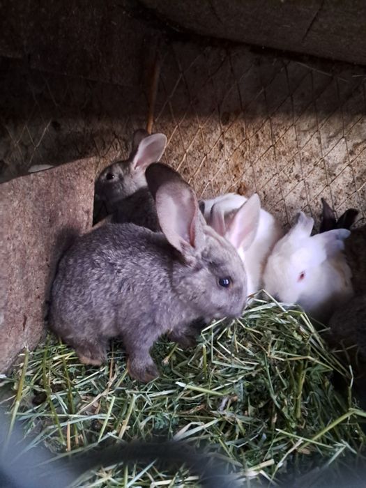 Iepurași disponibili