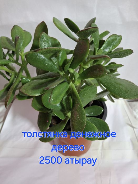 Комнатные растения