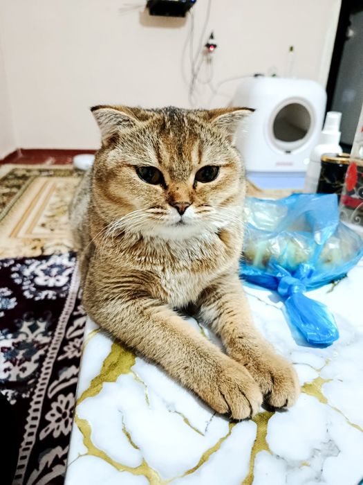 Кошка скоттиш фолт