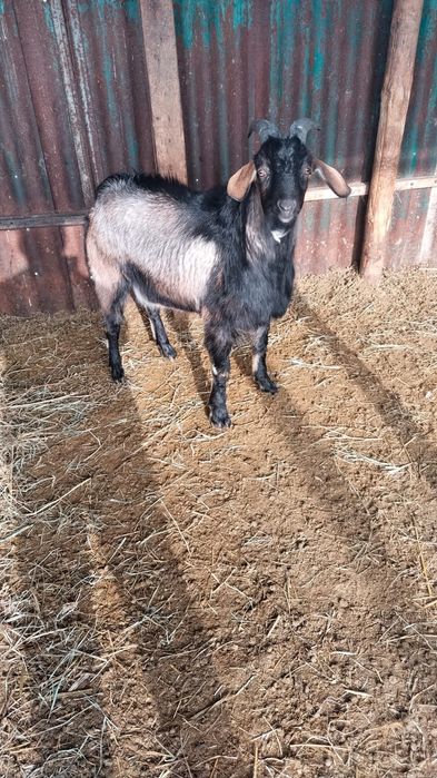 Теке сатам жаксы бағамен