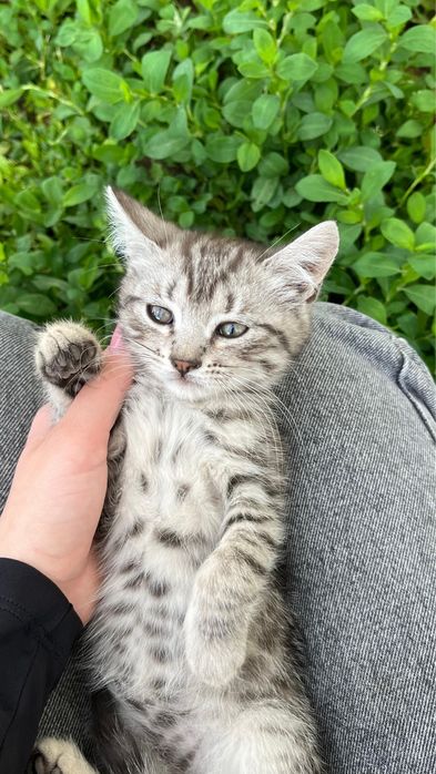 Отдам котят в добрые руки