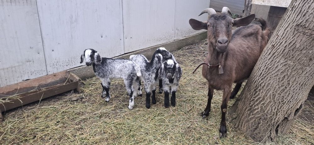 Schimba locația  se vinde