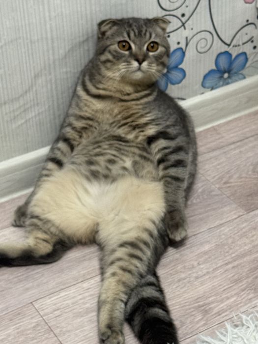Молодой опытный кот  ищет  кошечку  для  вязки.