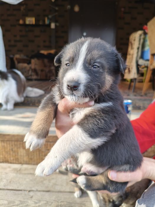 Отдам щенков в добрые руки!!!