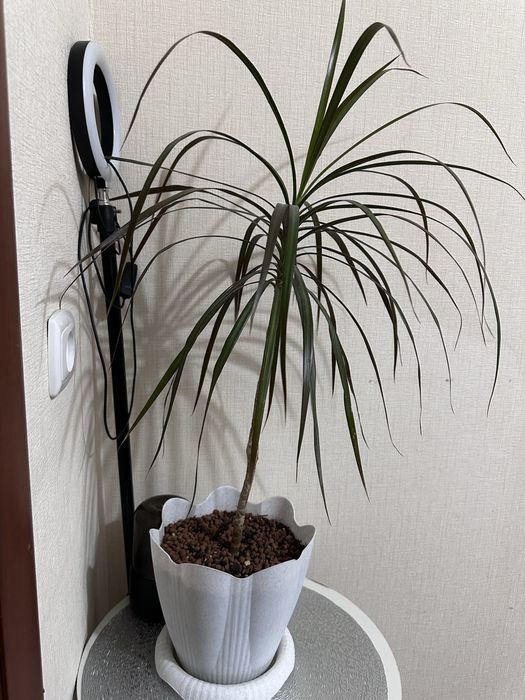 Цветы комнатные в идеале