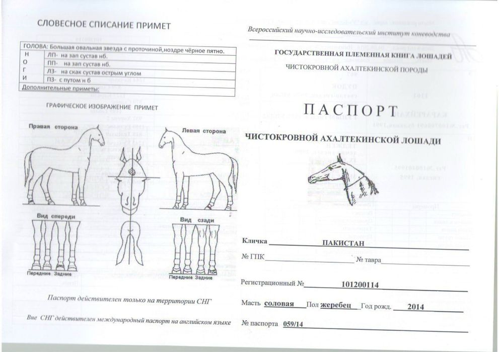 Ахалтекин отлари