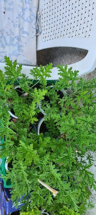 Индрише, красиво, ароматно!