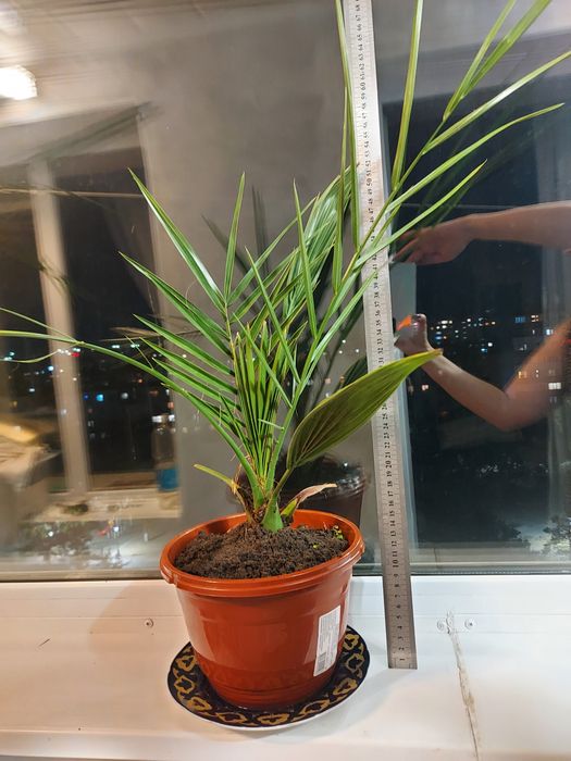 Продам декоритивную пальму 5000