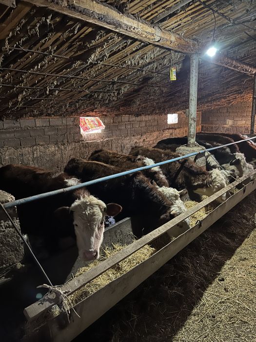 падсос быр жастан аскан